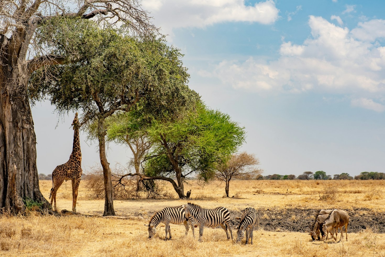 The Vital Link Between Thriving Ecosystems and Communities
