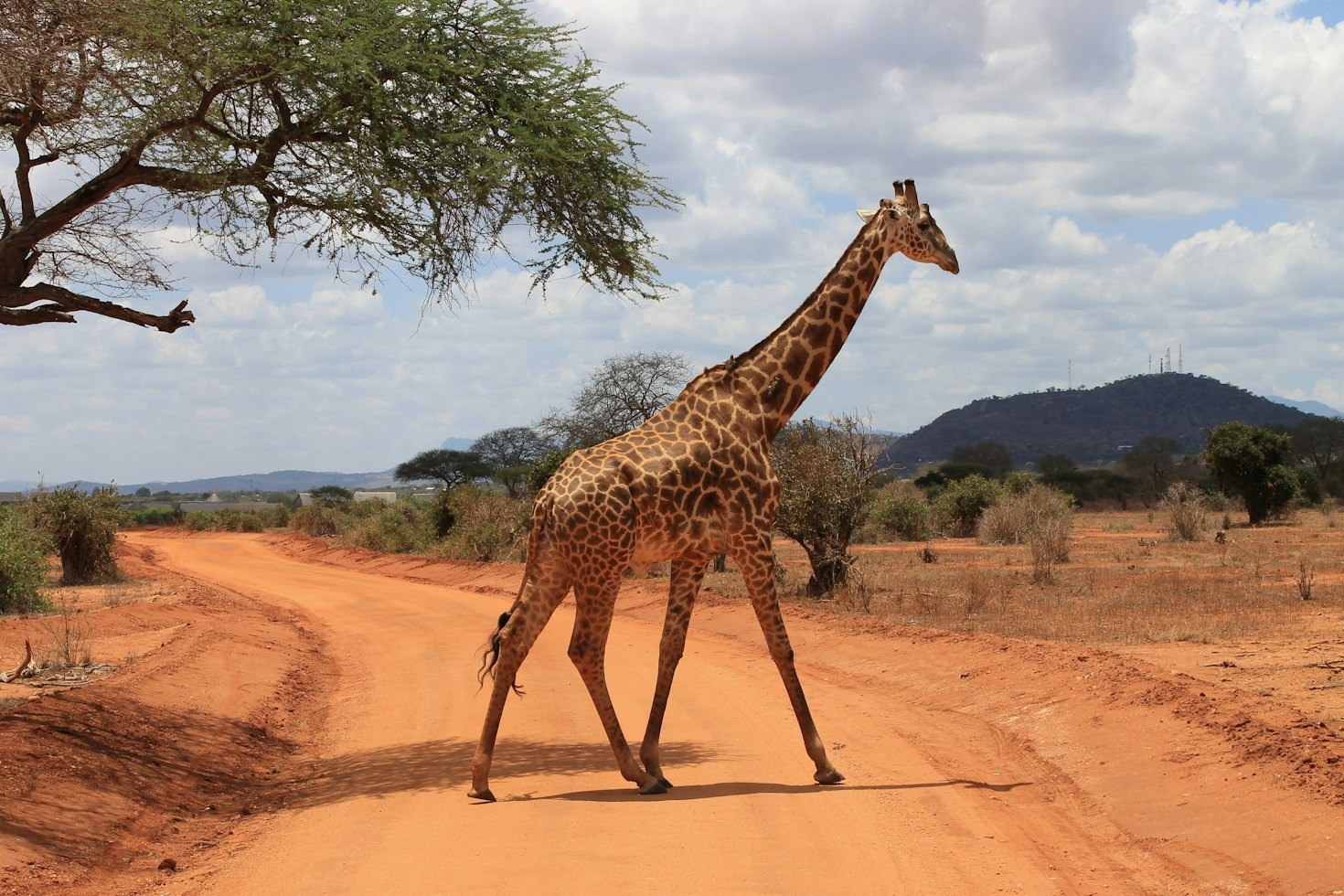 Youth Education: Fostering Africa’s Next Conservation Leaders